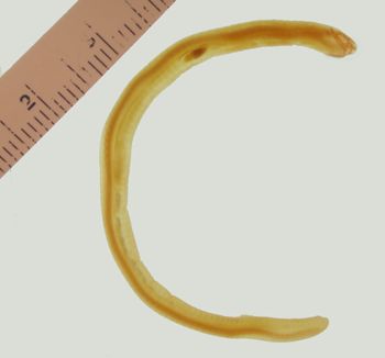Media type: image; Herpetology A-9407